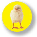アニマル缶バッジ CBAN003 Chick ひよこ 動物 バッジ バッチ アクセサリー グッズ