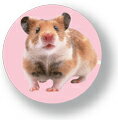 アニマル缶バッジ CBAN005 Hamster ハム