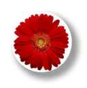 フラワー缶バッジ CBFL001 Red Gerbera レッドガーベラ 花 FLOWER バッチ アクセサリー グッズ