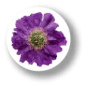 フラワー缶バッジ CBFL010 Purple Scabiosa パープルスカビオサ 花 FLOWER バッチ アクセサリー グッズ