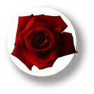 ե̥Хå CBFL003 Red Rose åɥ  FLOWER Хå ꡼ å