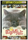 【中古】 DVD にゃんこんと くすっと笑えるネコネコ動画 レンタル落ち ZT01977