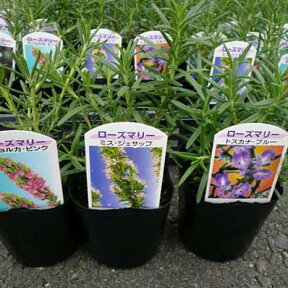 ローズマリー 3株セット Herb ハーブ料理にもガーデニングにも楽しめます 大きく育つと花も楽しめる丈夫な植物です 花苗 キッチンガーデン はーぶ 販売 通販 種類