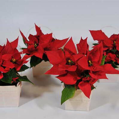 ポインセチア　バスケット販促景品に【花苗】【プレゼント】【クリスマス】/販売/通販/種類のサムネイル