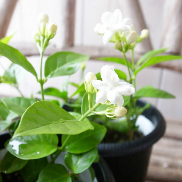 アラビアン ジャスミン 4号サイズ 鉢植え 鉢花 ジャスミン じゃすみん ホワイト 花は初夏から秋にかけて何回も楽しめるアラビアンジャスミン 白 ガーデニング