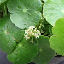 ウォーターマッシュルーム 丸葉が連なる水陸両生植物で白い小花も咲かせてくれます ガーデニング 販売 通販 種類