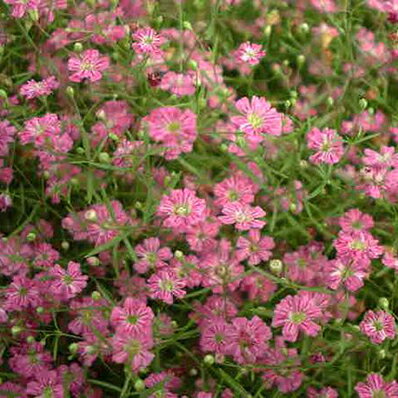 ピンクかすみ草♪カスミソウ ジプシーローズ苗3株 花苗 宿根草 お歳暮 販売 通販 種類【花 ギフト】かすみそう