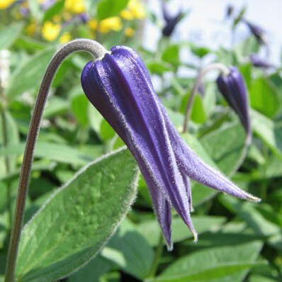 クレマチス ヘンダーソニー 花苗 インテグリフォリア系の立性のクレマチス 花芽のつき始めた楽しみな株 販売 通販 種類のサムネイル