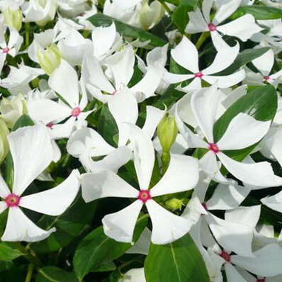 涼しげな白い花♪【日々草・風車ホワイト】【ガーデニング　花苗】
