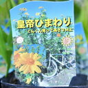 皇帝ひまわり 苗 巨大ひまわり 花苗 ガーデニング ヒマワリ 販売 通販 種類