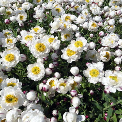 ヘリクリサム花かんざし ホワイト 白 花芽付き ハンギングや寄せ植え等にも人気 花苗 販売 通販 種類