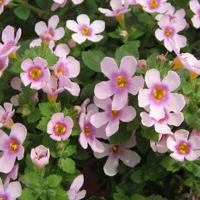 バコパ　ピンクリンク苗♪寄せ植えやスタンド鉢等に人気沸騰中の花。大きめの花でピンクの花色、植え替えると大株に育ち無数の花を次々咲かせてくれます。/花芽付き/花苗/販売/通販/種類