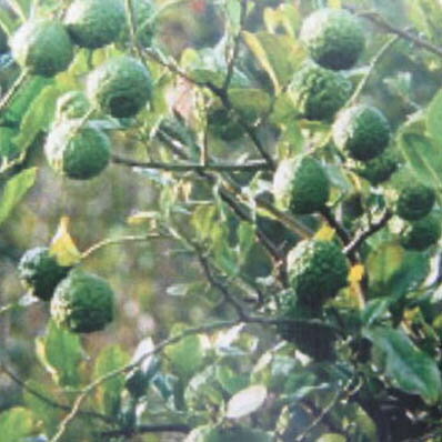 コブミカン 苗 冬越し可能なコブミカン トムヤンクンに必ず入っているコブミカンの葉っぱのサムネイル