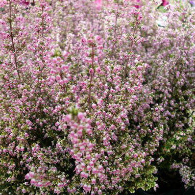 アワユキエリカ　プリティレッド苗/花苗/販売/通販/種類のサムネイル