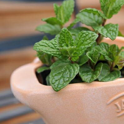 【スペアミント苗】（摘まんで使える優れものハーブ！）【ハーブ】のサムネイル