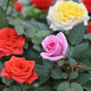 ミニバラ 薔薇 鉢植え 3.5号 販促 景品等に人気！色とりどり レッド ホワイト ピンク イエロー 鉢花 薔薇の苗 販売 通販 種類