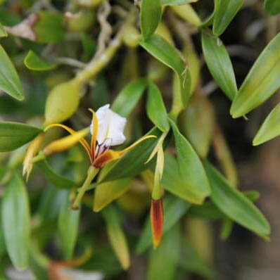 【ディネマ・ポリブルボン】（吊り下げて飾れる原種洋蘭♪流木につけた自然仕立て）【ガーデニング　鉢花】
