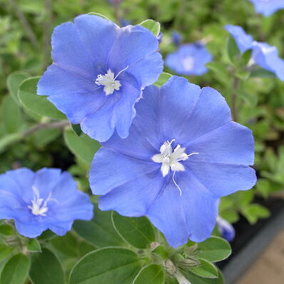 アメリカンブルー 苗 ブルーの花が咲くアメリカンブルー 夏の花 おしゃれ 【アメリカンブルー苗】【花苗】