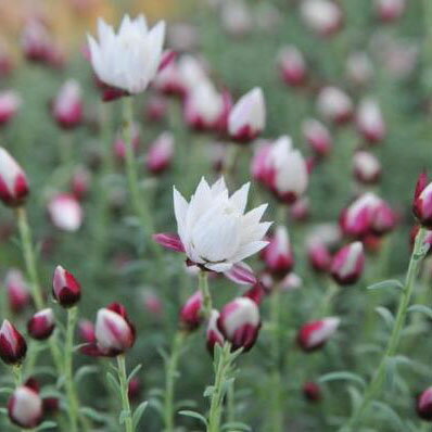 ヘリクリサム ペーパーカスケード苗♪蕾も可愛らしい 花苗 販売 通販 種類のサムネイル