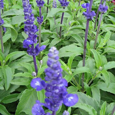 ファリナセア ブルー 花苗 ファリナセア苗 ファリナセア 青花 非耐寒性多年草 夏の花 おしゃれのサムネイル
