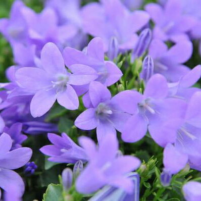 ベルフラワー ワインカップ3.5号 鉢植え 鉢花 多年草 販売 通販 種類