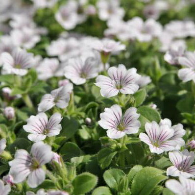 カーペットカスミ草 花苗 カスミソウ かすみ草 寄せ植えの人気者！横に這うように広がり沢山の花を咲かせてくれます 多年草 マット状に広がり株いっぱいに沢山の花が咲く ホワイト 白のサムネイル