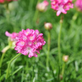 アルメリア ピンク苗 花苗 耐寒性常緑多年草 花芽付き 花 フラワー 販売 通販 種類 桃色 さくら色