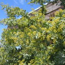 ミモザアカシア苗♪シンボルツリー！黄色い花が魅力 花苗 ミモザ 花苗 通販 種類