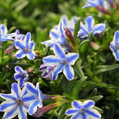 ミヤマホタルカズラ ザ スター苗 ブルー ホワイト 青 白 星咲きの花が可愛らしい♪寄せ植え、ハンギングに コンテナガーデンにまとめて植えると凄いボリュームに 花 フラワー 花苗 販売 通販 種類のサムネイル