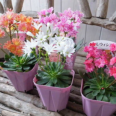 レウイシアいろいろ3.5号/鉢花/スベリヒユ科/耐寒性多年草