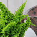 ネフロレピス スコッチー3.5号サイズ 珍しい葉型 ガーデニング　観葉植物