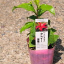 ハイビスカス 苗 クレイー 花苗 レッド 赤