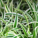 シャムオリズルラン ガーデニング　観葉植物 カンヨウショクブツ 色鮮やかな斑入り オリズルラン ホワイト グリーン 白 緑