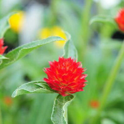 千日紅 ストロベリーフィールド センニチコウ 花苗 千日紅苗 切り花やドライフラワーに人気のセンニチコウ苗