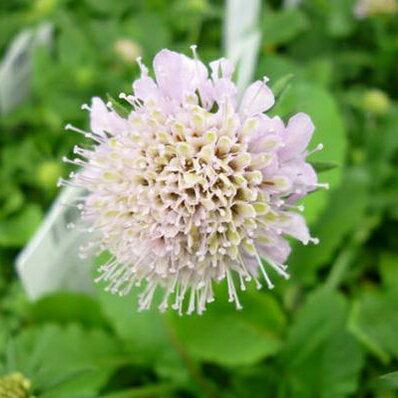 矮性 スカビオサ ブルーダイヤモンド 花苗 宿根草 花芽付き 販売 通販 種類