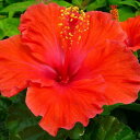 ハイビスカス サマーレッド 鉢花 4号サイズ 鉢植え 色鮮やかな夏の花 販売 通販 種類