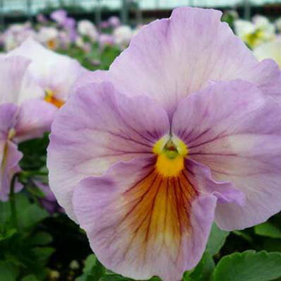 パンジー　ラベンダーピンク4株♪パンジー 苗 鮮度優先、生産農家、朝取り【花苗】【パンジー苗】【種類】のサムネイル