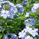プルーンバーゴ オーリキュラータ ブルー 花苗 暑さにも強く涼しげな水色の花を楽しませてくれます 販売 通販 種類