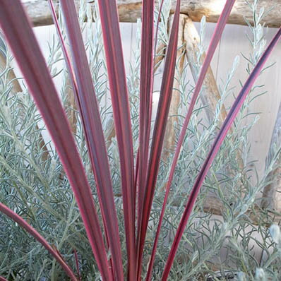 コルジリネ　エレクトリックピンク苗 観葉植物 コルディリネ 販売 通販 種類のサムネイル