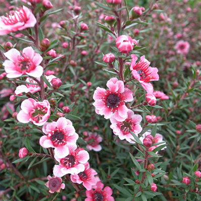 ギョリュウバイ 花苗 御柳梅 梅のような可愛らしい花を次々と咲かせます 寄せ植え お正月アイテム 寄せ植えに人気 ガーデニング 販売 通販 種類のサムネイル