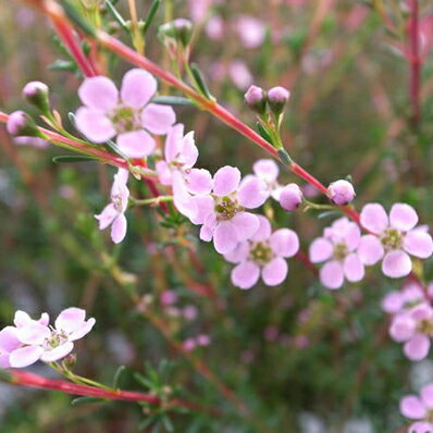 アスターティア4号サイズ 鉢植え ピンクの小花 常緑低木【鉢花】販売 通販 種類