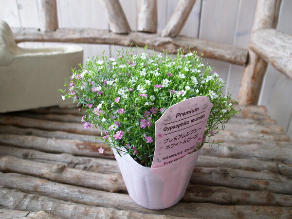 かすみ 草 寄せ 植え