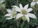 フランネルフラワー フェアリーホワイト 花苗 白い花 大株 花芽付きで毎年楽しめる丈夫な花 販売 通販 種類【楽ギフ_包装】