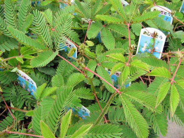 楽天市場 おじぎ草3株セット オジギソウ 夏場の人気者触れるだけで眠ってしまう不思議な植物 オジギ草 インテリア ガーデン 緑 グリーン 母の日 花 ガーデニング岐阜緑園 未購入を含む みんなのレビュー 口コミ 楽天市場 おじぎ草3株セット オジギソウ 夏場の人気者触れるだけで眠ってしまう不思議な植物 オジギ草 インテリア ガーデン 緑 グリーン 母の日 花 ガーデニング岐阜緑園 未購入を含む みんなのレビュー 口コミ