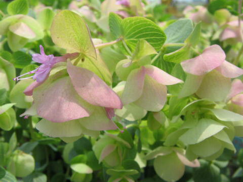 オレガノケントビューティー花芽付き 幻想的なピンクの花で寄せ植えのワンポイントにまたハンギング等に最適 販売 通販 種類オレガノケントビューティー花芽付き 幻想的なピンクの花で寄せ植えのワンポイントにまたハンギング等に最適 販売 通販 種類