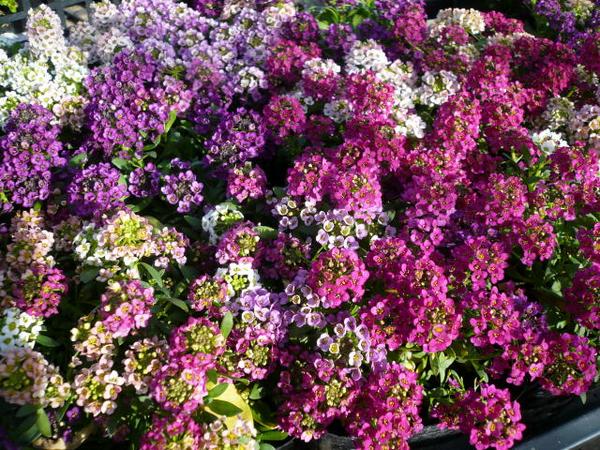 スイートアリッサム混色植え3株セット♪色とりどりの花色【花苗】【アリッサム】【コンテナガーデン】/販売/通販/種類