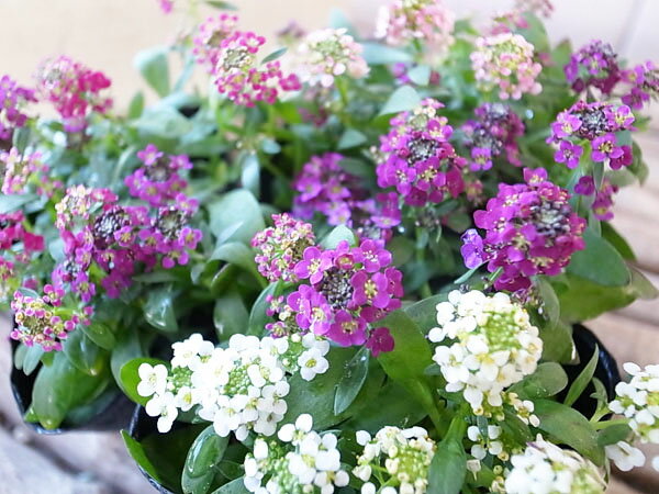 スイートアリッサム混色植え3株セット♪色とりどりの花色【花苗】【アリッサム】【コンテナガーデン】/販売/通販/種類