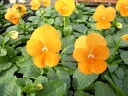 ビオラ ペニーオレンジ4株♪ビオラ 苗 鮮度優先、生産農家、朝取り【花苗】【ビオラ苗】【種類】
