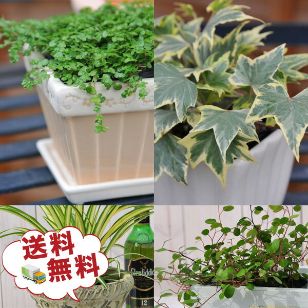 観葉植物（売れ筋ランキング） ミニ観葉植物5株セット 観葉植物 リーフプランツ 観葉植物 福袋 誕生日プレゼント 観葉植物プレゼント 送料無料 ギフト プレゼント