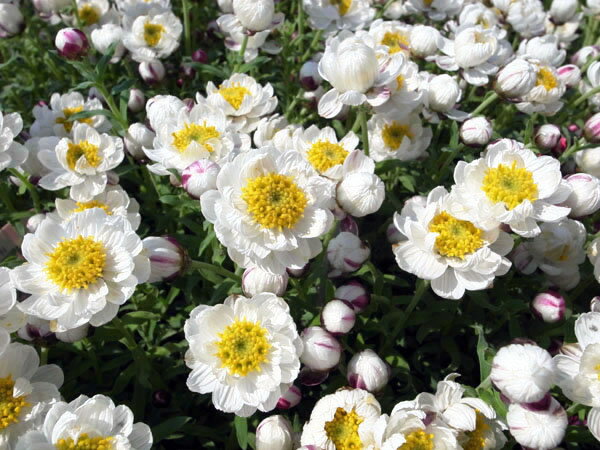 花かんざしの栽培ガイド 種まきや挿し木など失敗しないやり方を徹底解説 暮らし の